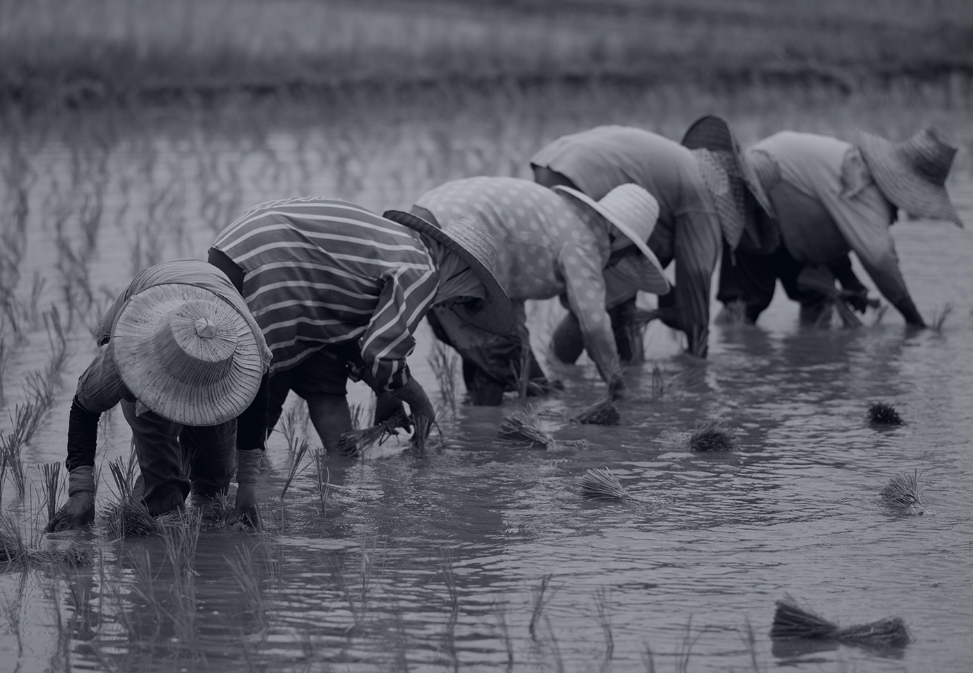 Image of farmers in a rice field