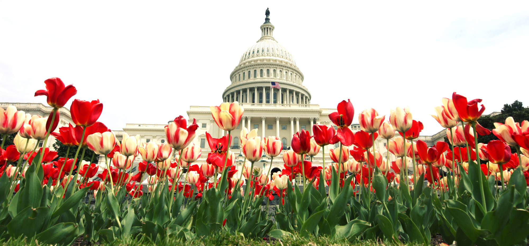 The capitol building in DC is framed by a red and yellow bed of beautiful flowers.
