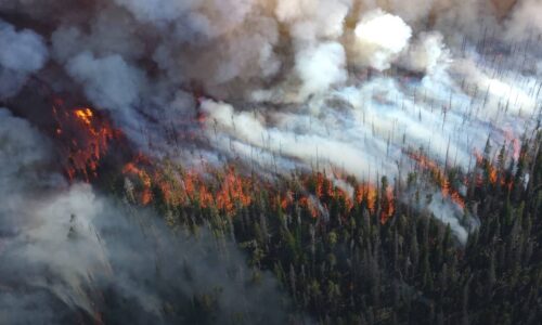 A wildfire spreading in an evergreen forest.