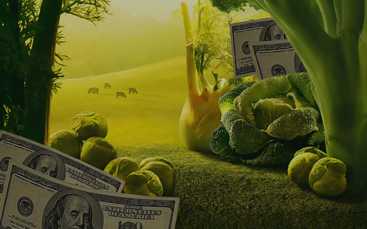 Money in a landscape of big food agriculture