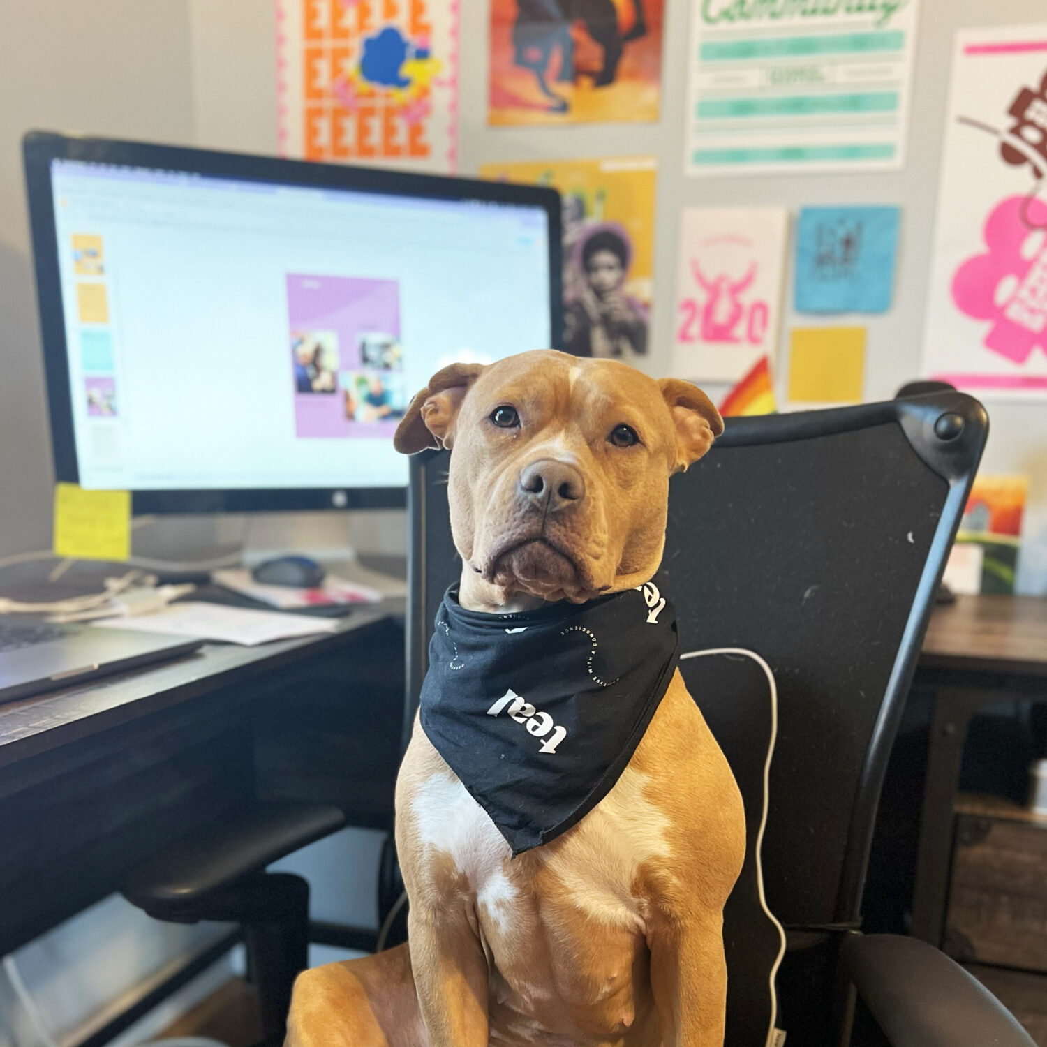 Stevie the dog sitting at a desk, wearing a Teal bandana
