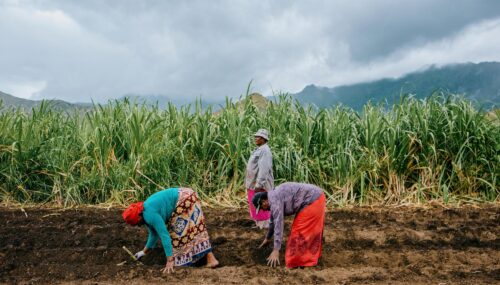 Ladies planting sugarcane in Fiji