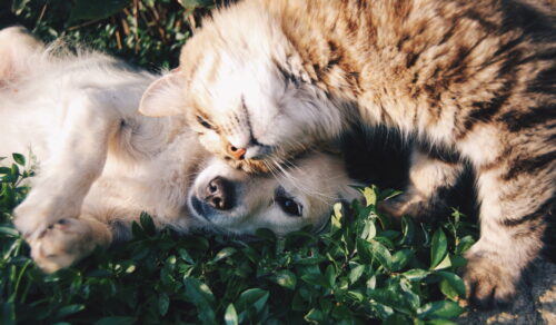 A dog and cat laying together in the grass.