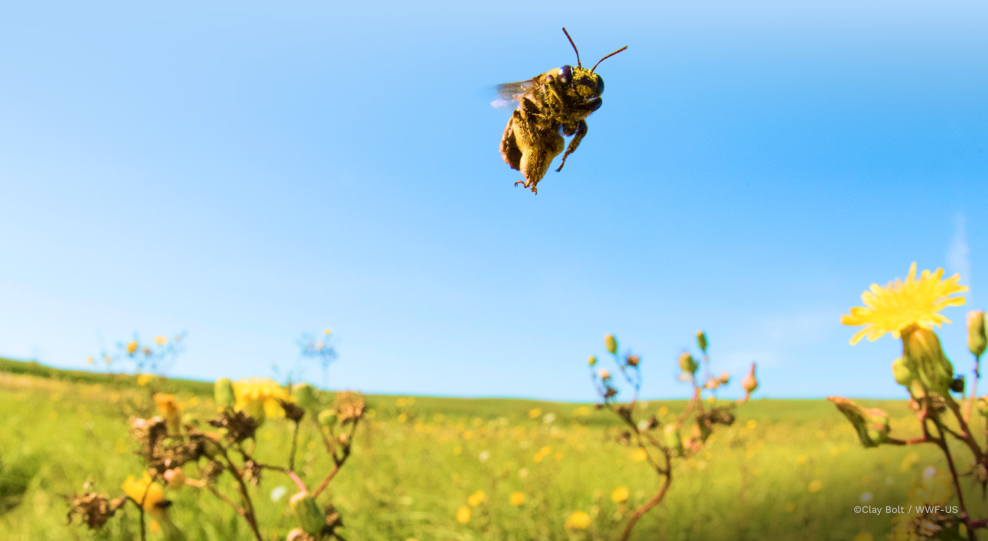 Bee flying in a lush grass field with dandelions.