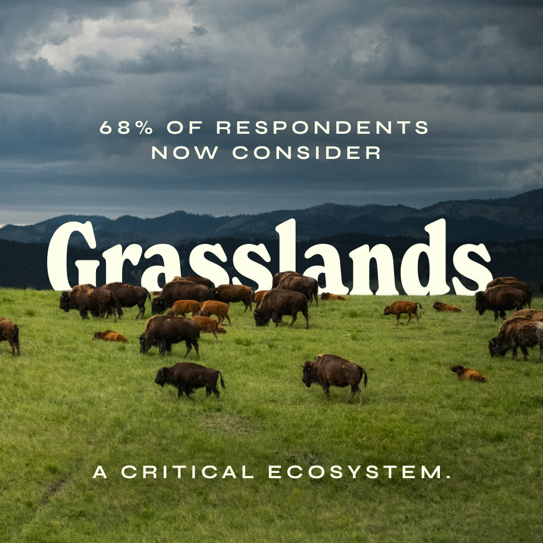 Bison in a lush, green landscape with text that reads: 