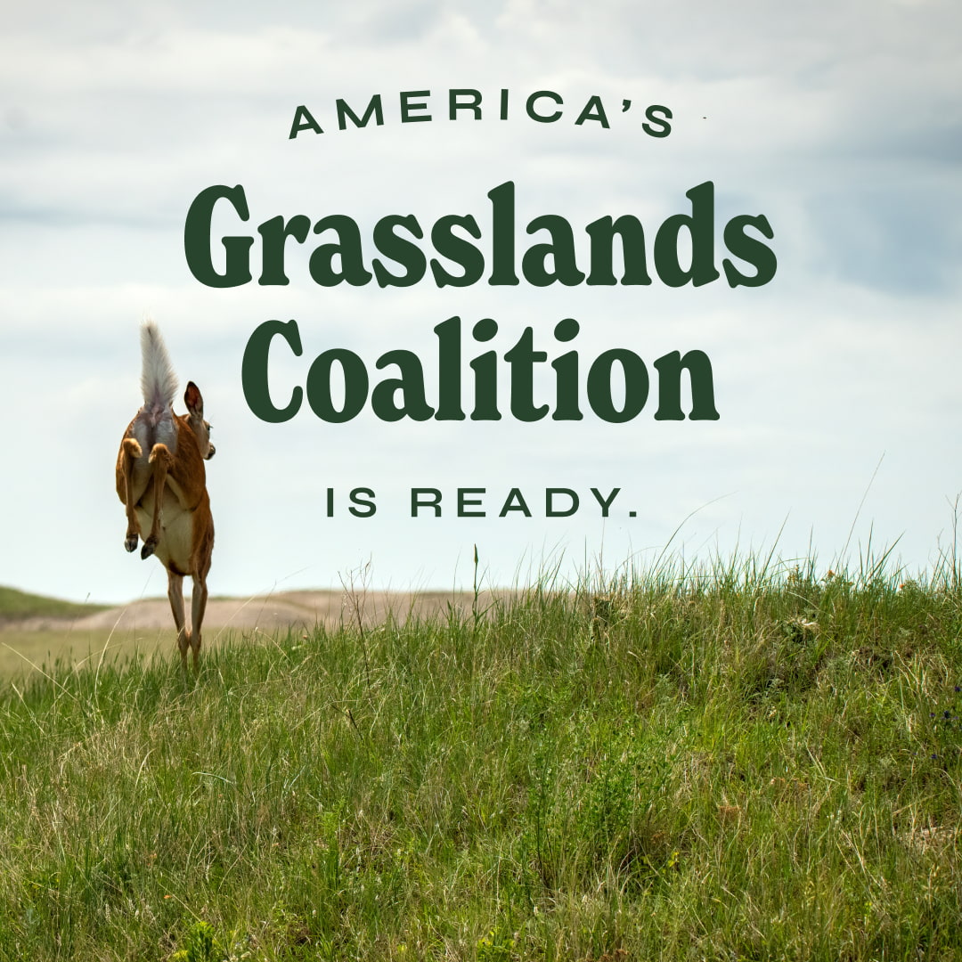 Deer leaping into a lush, green field with text that reads: 