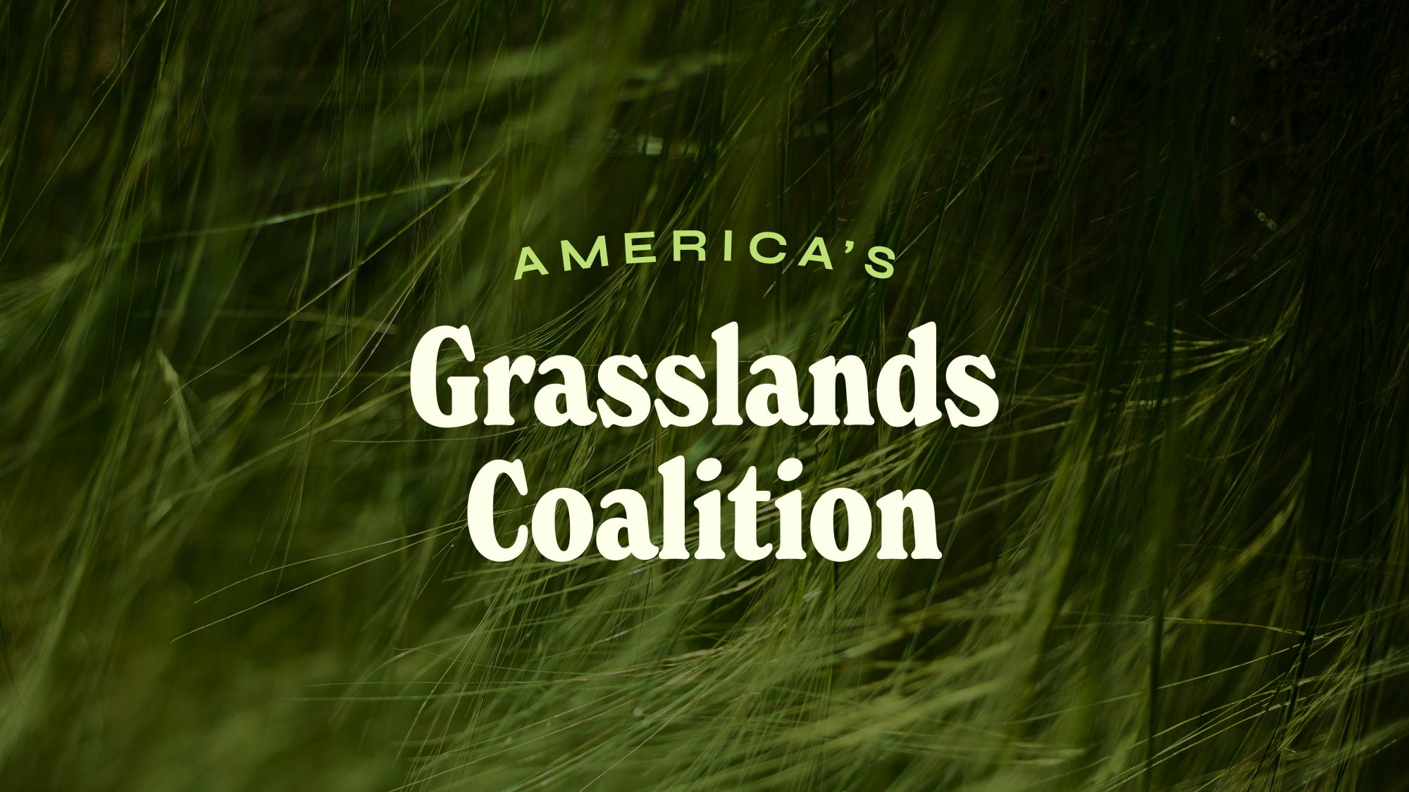 America's Grasslands Coalition logomark against a grass background
