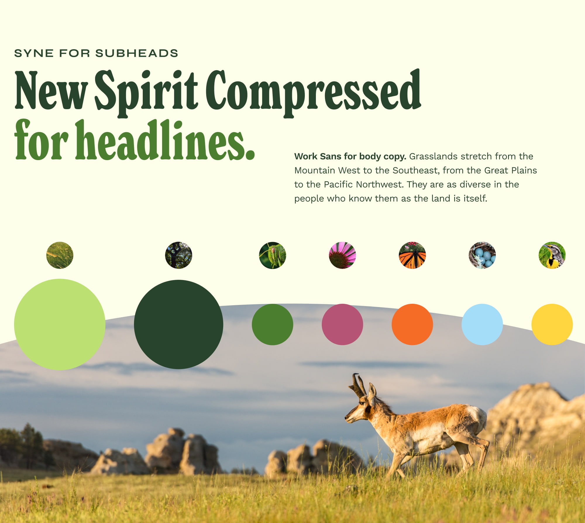 The brand's typography and hierarchy (Syne font, New Spirit Compressed font, and Work Sans font) with the color palette (light green, dark green, mid tone green, magenta, orange, pale blue, and yellow) against a cream backdrop and a semicircle photo frame with a picture of an Antelope in a grassland