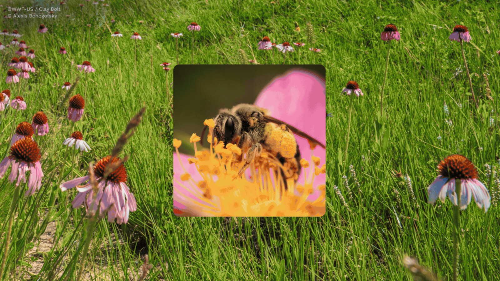 A gif that cycles through images of: a bee and a field; Indigenous dancer and a rocky landscape; bison and a buffalo herd in a field; rancher and a horizon of a field with two people on horseback; a prairie chicken and stark field with more prairie chickens; and an Indigenous woman against a majestic, sunlit mountain-scape and rolling hills