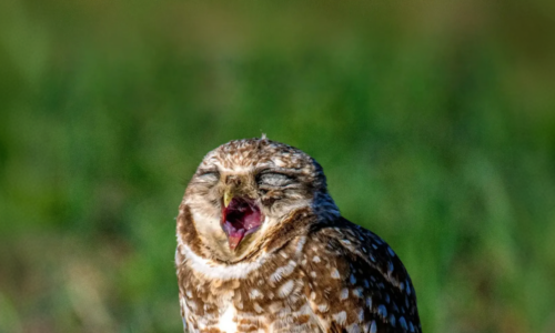 A burrowing owl yawns
