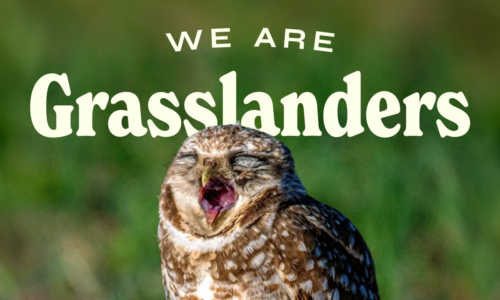 A burrowing owl yawns in front of a lush, green background and 