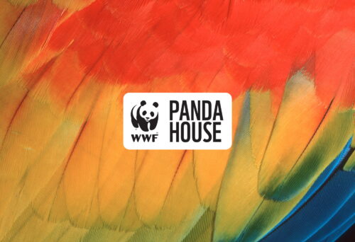 Feature image for WWF Panda House featuring a logo and textural nature photo