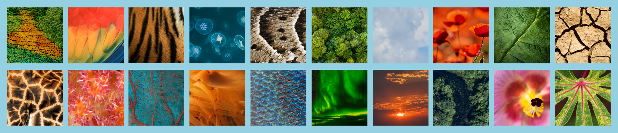 Library of imagery for Panda House Templates